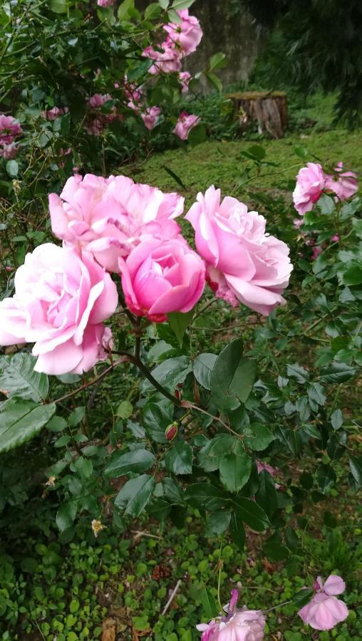 مبيت وإفطار Mauves Les Palmiers المظهر الخارجي الصورة